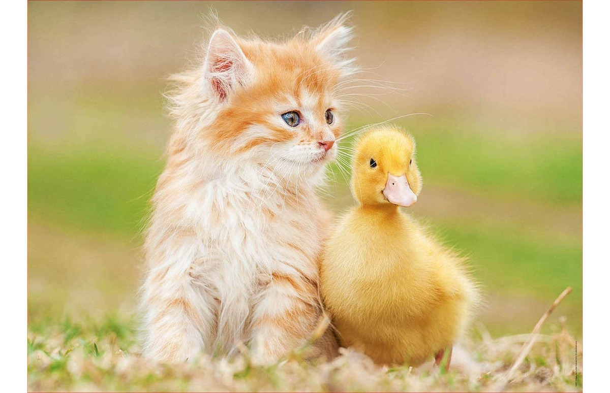 Puzzle Rompecabeza Educa Animales Amigos Pato Gato 500 Pieza