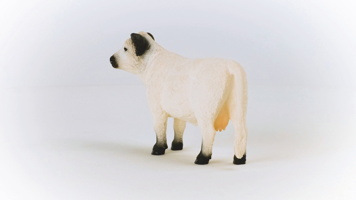 Figura Vaca Ternero Galloway Ganado Bebe Schleich Wild Life