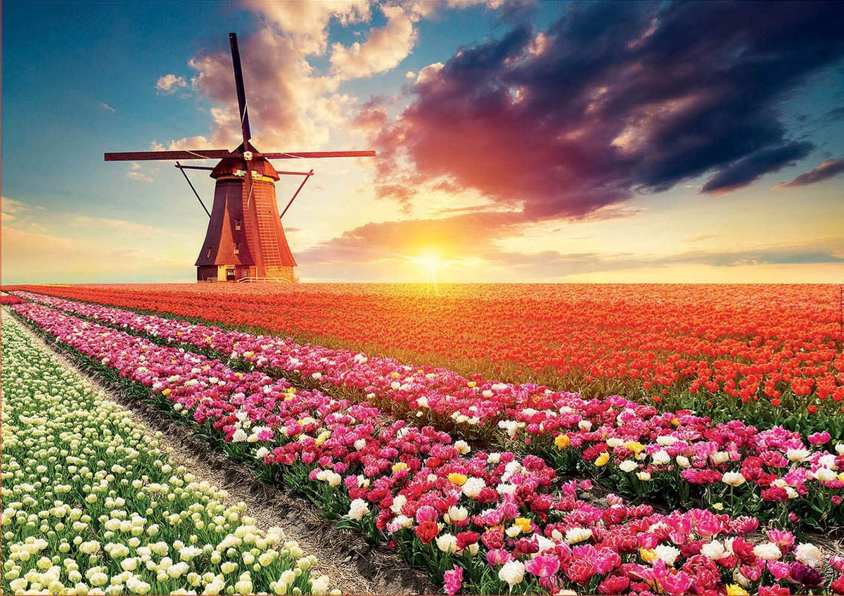 Puzzle Rompecabeza 1500 Piezas Paisaje De Tulipanes 18465 Tx