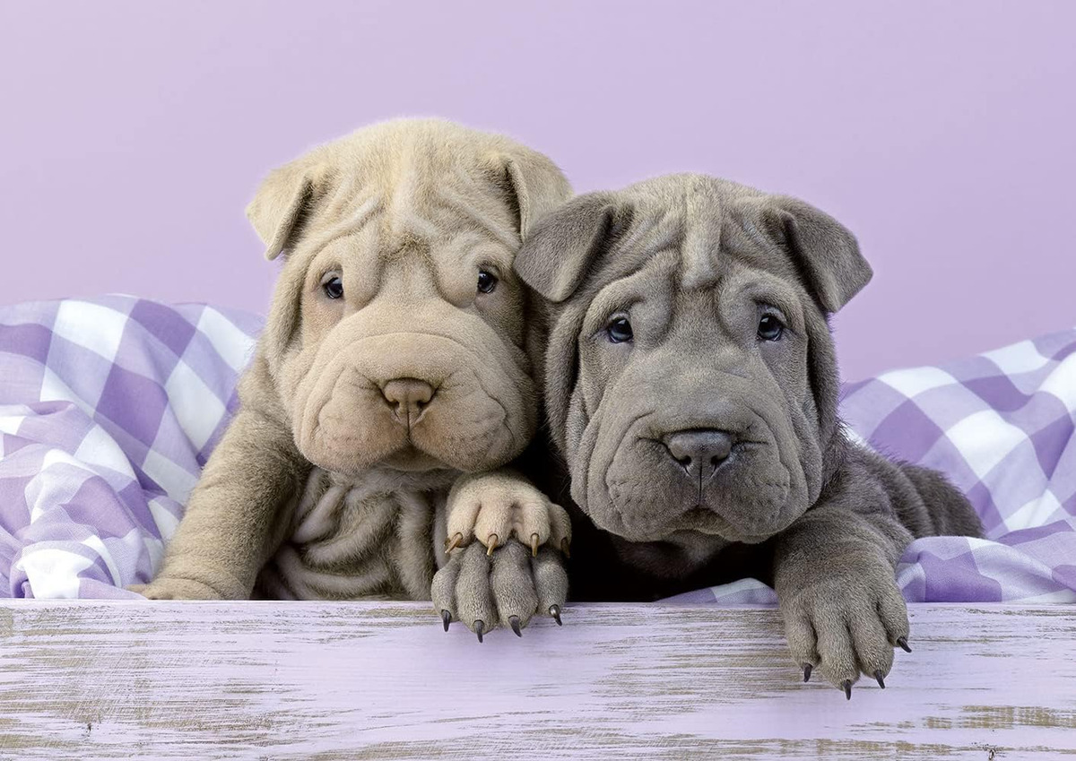 Puzzle Rompecabezas Shar-pei Educa 100pcs ¡buenos Días! Trex