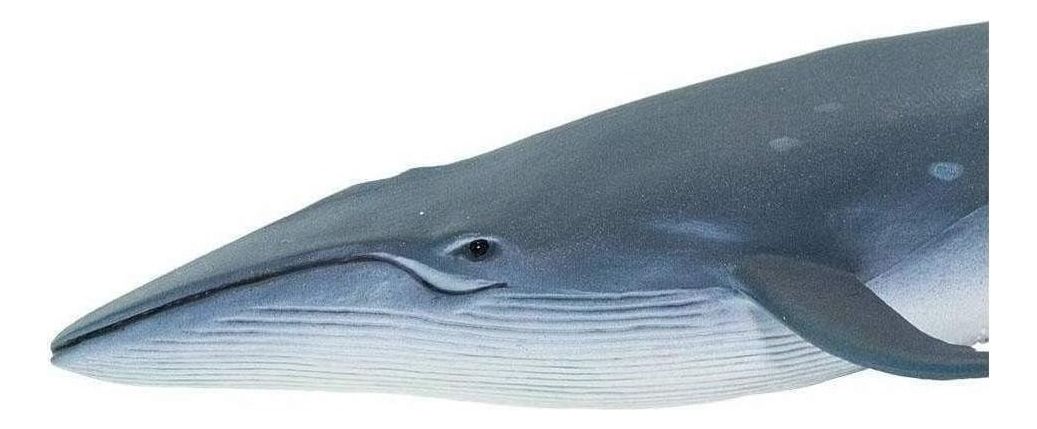 Juguete Safari Para Niño Animal Ballena Sei Figura Grande