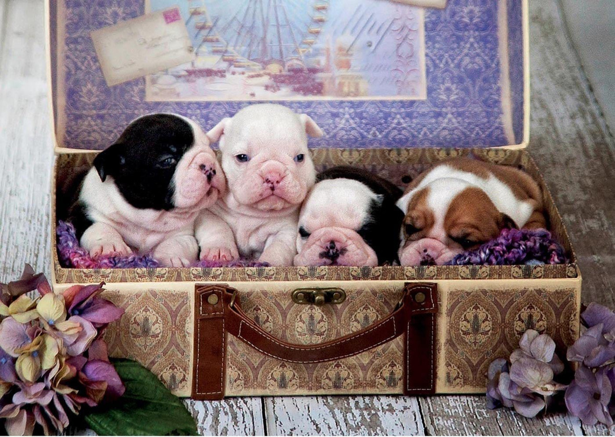 Rompecabeza Puzzle Educa Cachorros Perritos 500 Píezas Trex