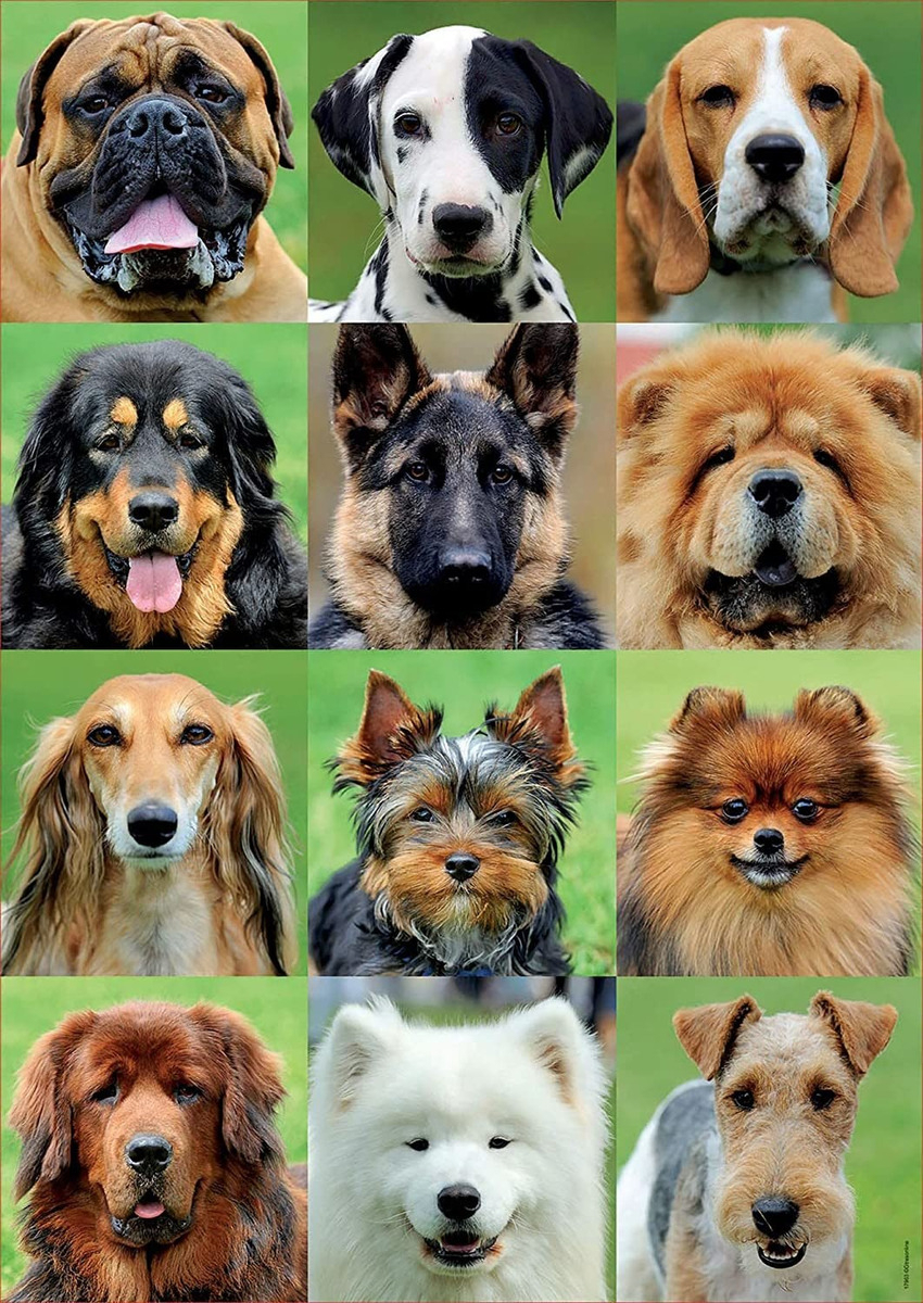 Rompecabeza Educa Puzzle Collage De Perros 500 Piezas Trex
