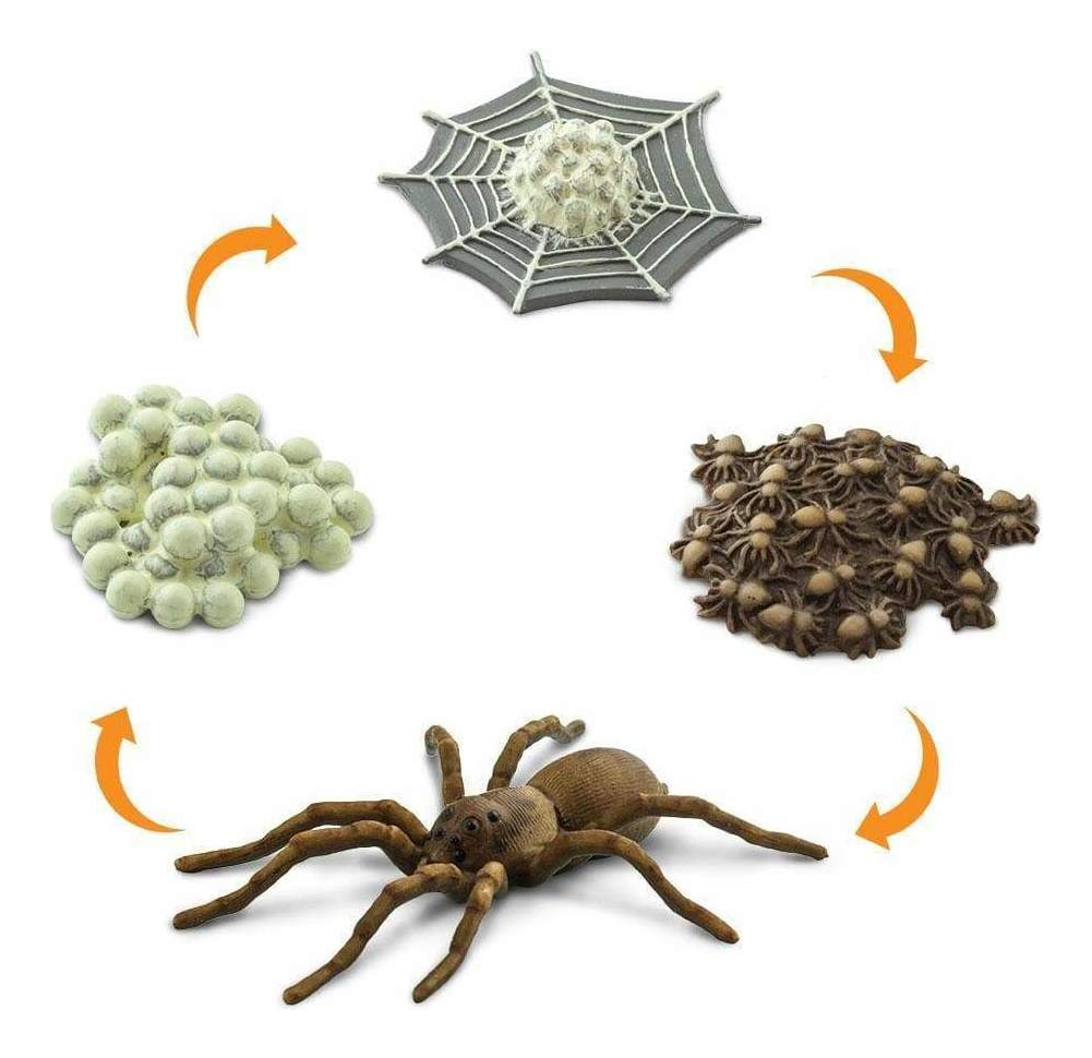 Ciclo De Vida Araña Insecto Juguete Safari Didáctico Trex