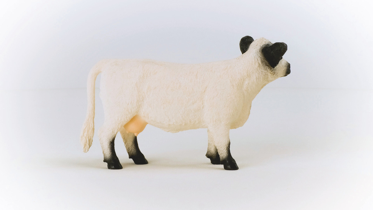 Figura Vaca Ternero Galloway Ganado Bebe Schleich Wild Life