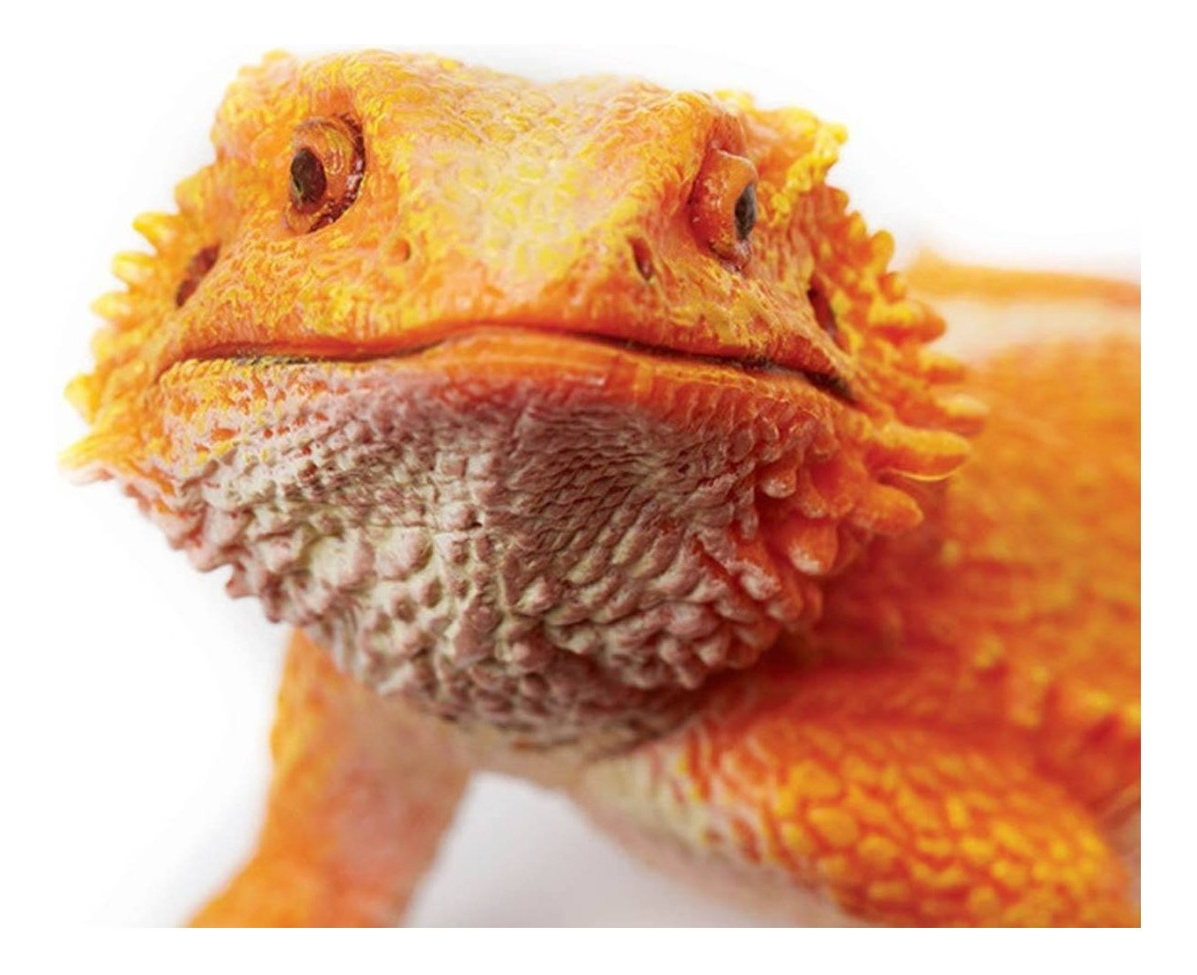Lagarto Dragón Barbudo Safari Figura Muñeco Pogona Trex