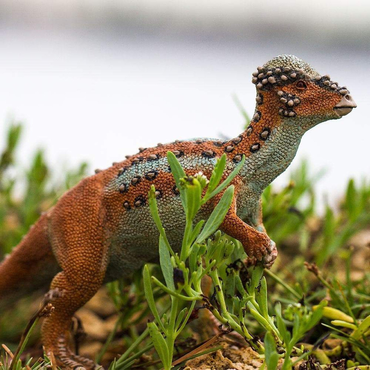 Juguete Safari Figura Dinosaurio Pachycephalosaurus Niño Tx