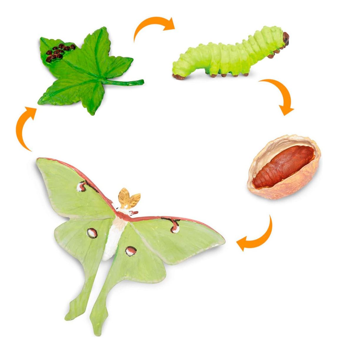 Ciclo De Vida Polilla Luna Juguete Didactico Safari Niño Tx