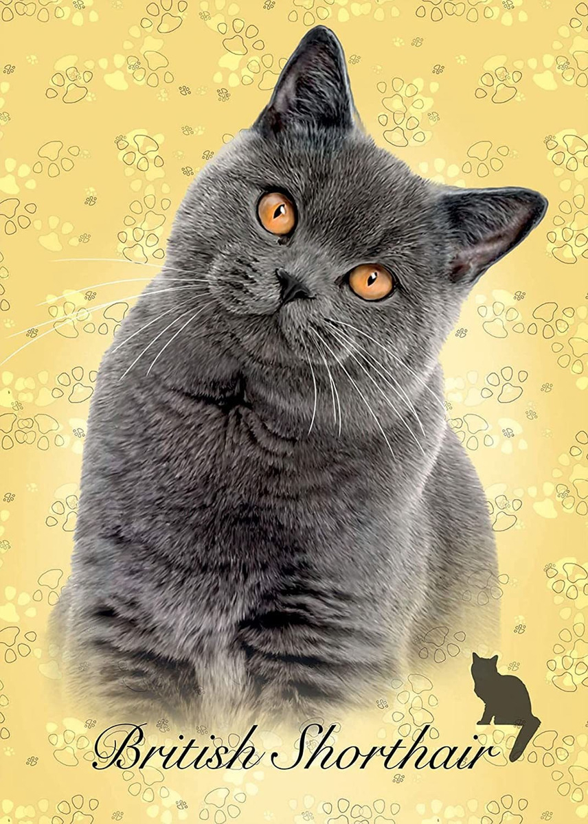 Puzzle 100 Piezas Gato Britanico Rompecabezas Gatito Educa