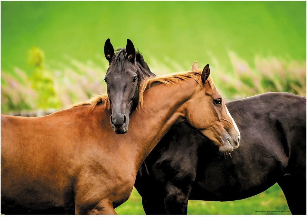 Puzzle 200 Piezas Caballos Unidos Rompecabezas Educa Trex