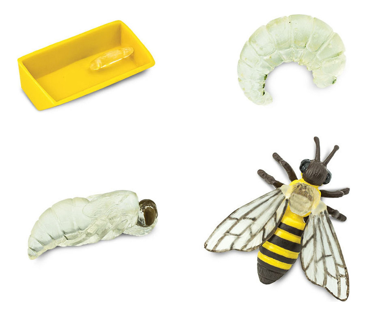 Ciclo De Vida Abeja Juguete Safari Didactico Infantil Niño