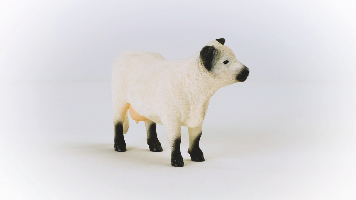 Figura Vaca Ternero Galloway Ganado Bebe Schleich Wild Life