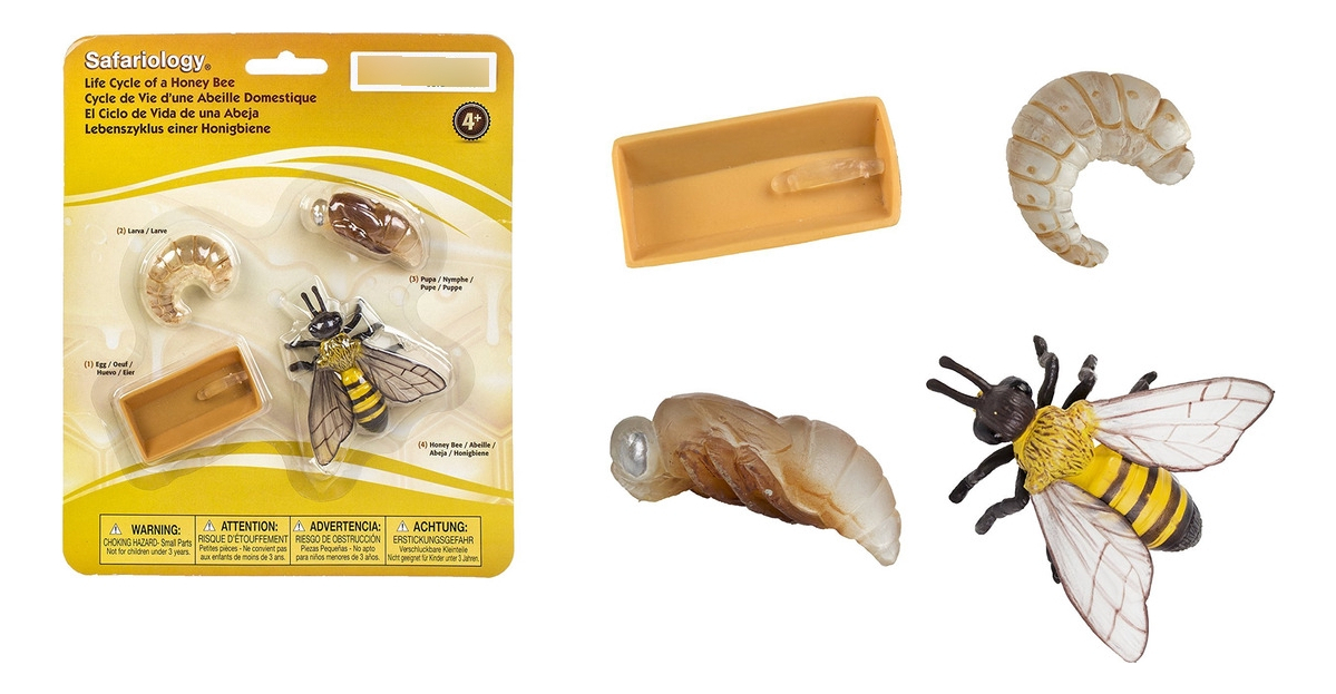 Ciclo De Vida Abeja Juguete Safari Didactico Infantil Niño