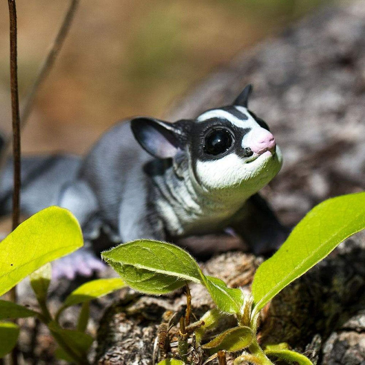 Petauro Del Azúcar Safari Figura Planeador Animal Infantil