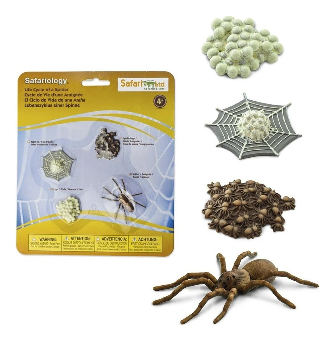 Ciclo De Vida Araña Insecto Juguete Safari Didáctico Trex