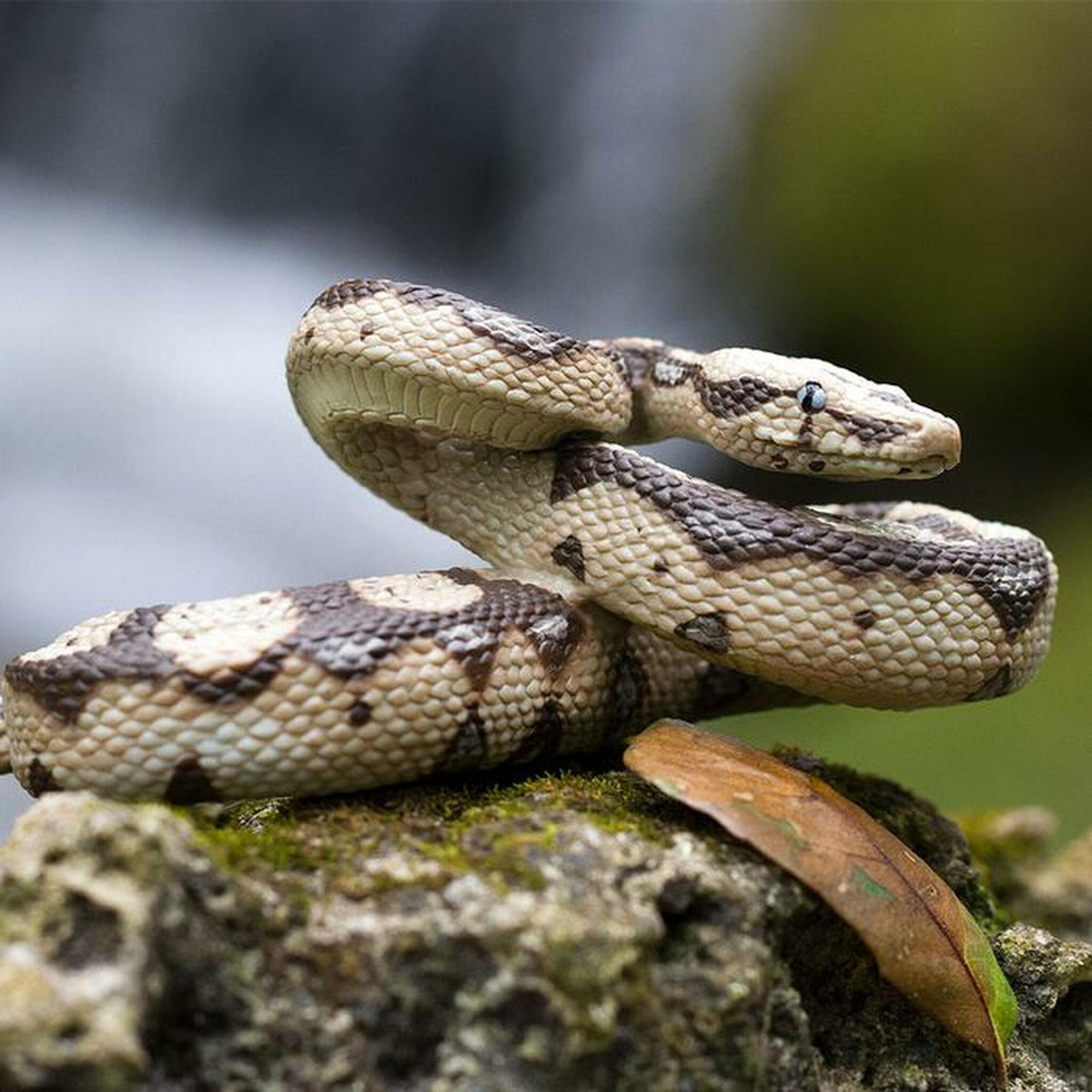 Serpiente Boa Constrictora Figura Safari Animal Realista Tx