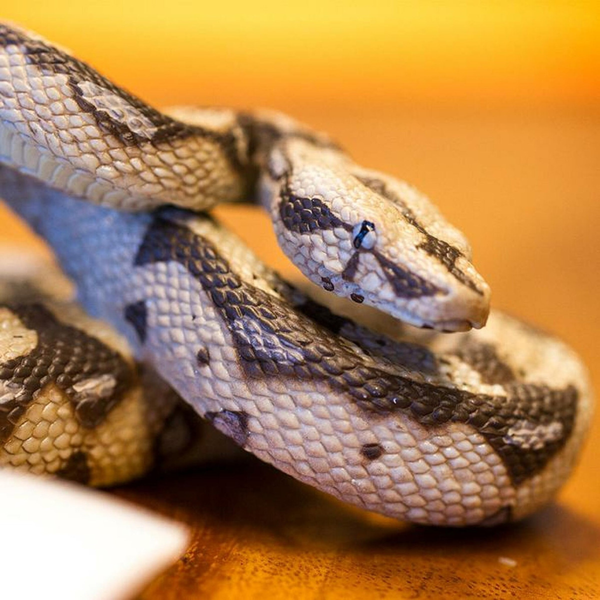 Serpiente Boa Constrictora Figura Safari Animal Realista Tx