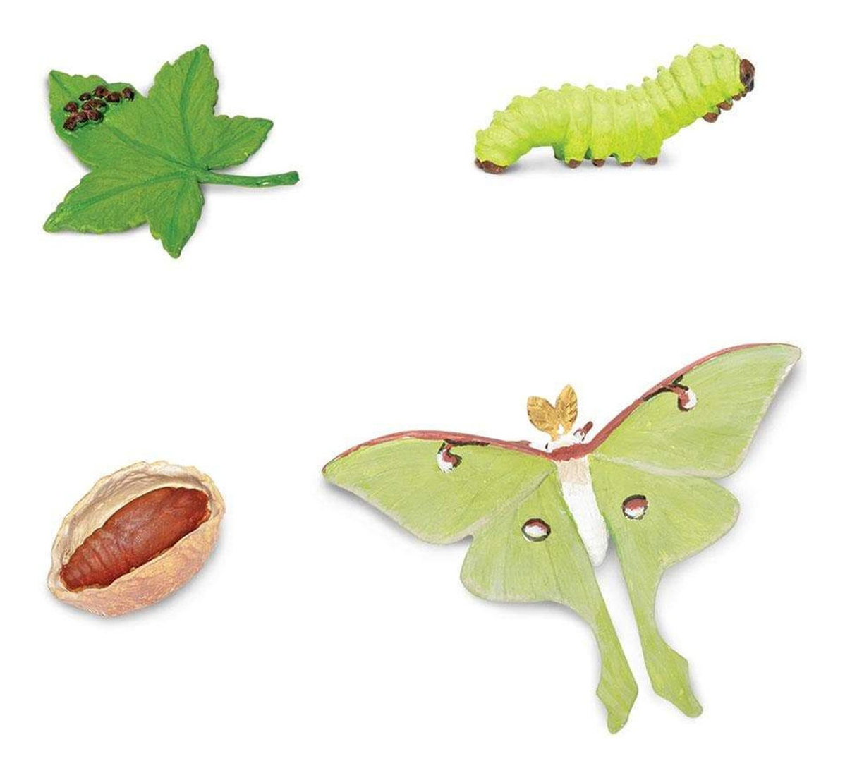 Ciclo De Vida Polilla Luna Juguete Didactico Safari Niño Tx