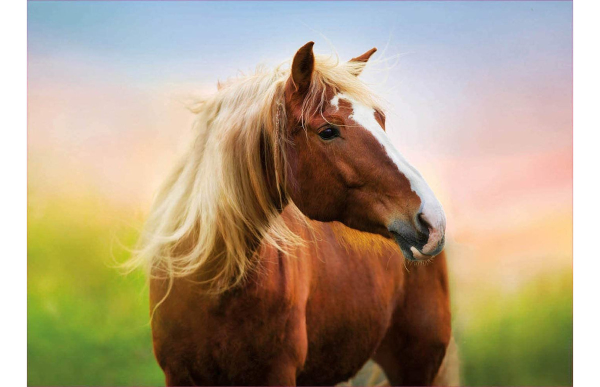Puzzle Educa Rompecabeza Caballo Al Amanecer 500 Piezas Tx